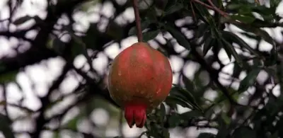 Considerada a fruta da sorte e do amor, romã é rica em vitaminas e minerais