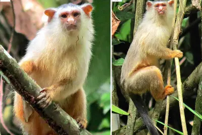 Cientistas encontram nova espécie de macaco brasileiro em região de Mato Grosso