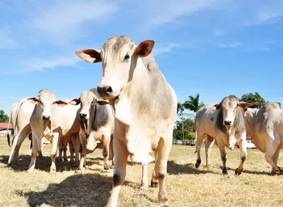 Caso suspeito de vaca louca em frigorífico de BH derruba preço do boi na Bolsa