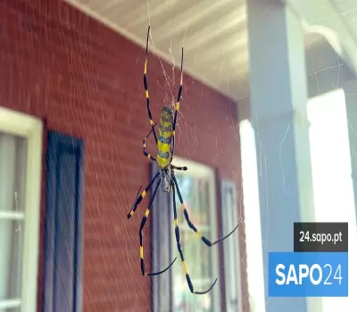 Milhões de aranhas Joro invadem o norte da Geórgia