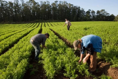 Com incentivo à agricultura familiar R$ 50 milhões são liberados para o Programa Alimenta Brasil - Sou Agro