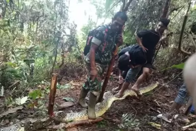 Vídeo: cobra píton gigante de 9 metros engole mulher na Indonésia